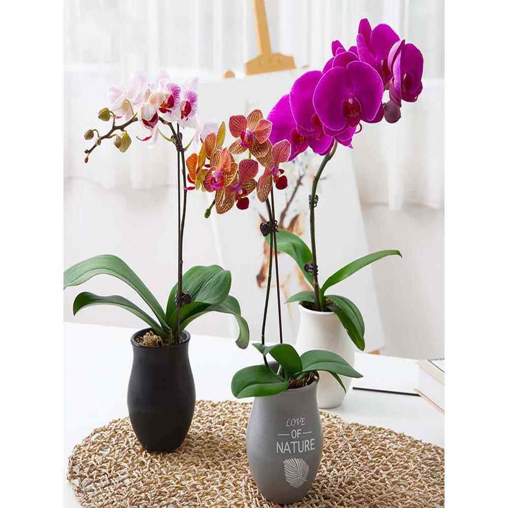 蝴蝶兰支架花夹子支撑杆花卉专用架子盆架铁丝造型爬藤园艺固定夹,淘宝优惠券,粉丝福利购,淘宝优惠卷