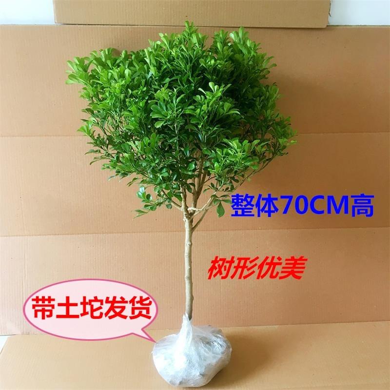 树形独杆米兰盆栽花苗四季好养的花开花不断室内香花植物净化空气-图2