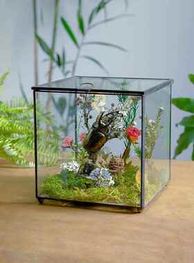 手作玻璃房植物生态微景观蝴蝶昆虫甲壳虫标本植物标本桌面摆件