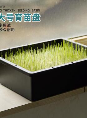 大号育苗盆芽菜盘加高种植12格育苗箱扦插播种穴盘带盖保湿跨境