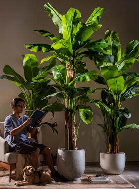 20仿真芭蕉62真绿植大叶仿子芭蕉办树落地假盆栽仿生假树装饰公室