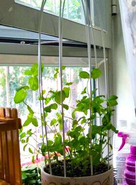 花卉造型铁丝植物支柱杆铁线藤蔓支撑园艺支架拱形造型铁杆爬E18