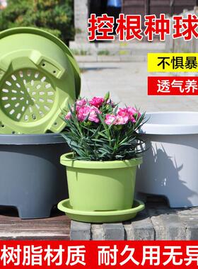 树脂加厚花盆塑料种球盆栽百合郁金香铃兰专用透气控根高档托盘
