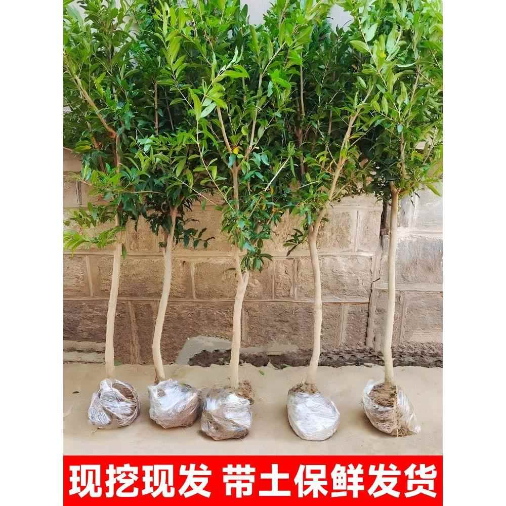 石榴树树苗软籽突尼斯特大果树种植无籽盆栽软子甜石榴苗庭院果苗 - 图3