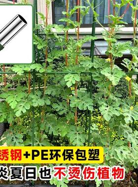 花架支撑杆黄瓜爬藤架子葡萄架子庭院户外植物支撑杆楼顶种菜架子