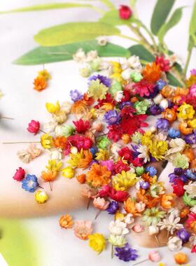 200pc Real Dried Flowers For DIY Art Craft Epoxy Resin Candl