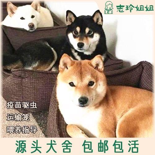 柴犬纯种幼犬双血统正宗豆柴黑白赤色柴犬真狗小狗幼崽宠物狗看家-图3