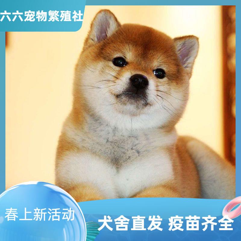 活物柴犬豆柴土柴幼犬小狗幼崽狗狗宠物正宗中小型家养田园可爱狗-图2