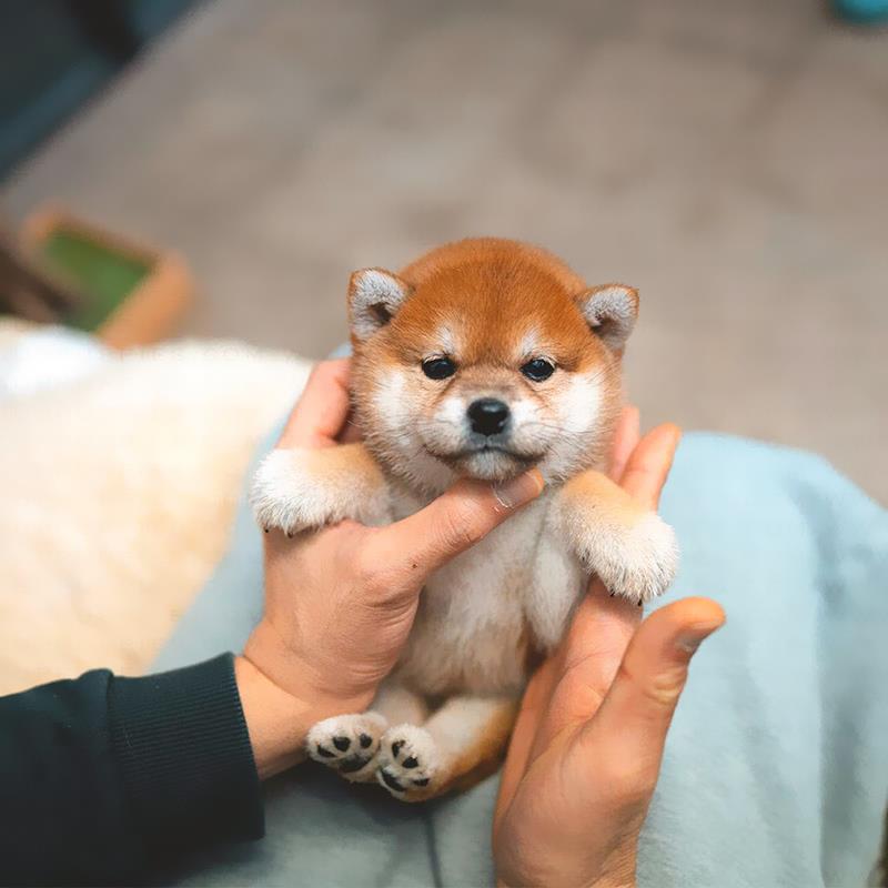 日本柴犬幼犬纯种活体豆柴幼犬赤柴白柴黑色柴犬宠物狗家养小型犬-图0