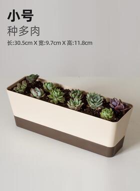 多肉花盆长条型窄边细长窗台种植塑料阳台花盘花槽盆栽家西辰