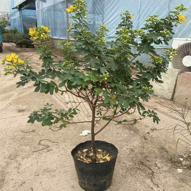 黄金梅盆栽木本植物阳台开花多年生花卉决明子庭院耐寒好养花期长,淘宝优惠券,粉丝福利购,淘宝优惠卷