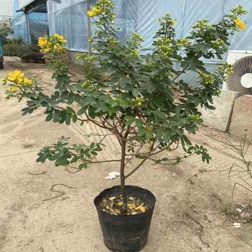黄金梅盆栽木本植物阳台开花多年生花卉决明子庭院耐寒好养花期长 - 图2