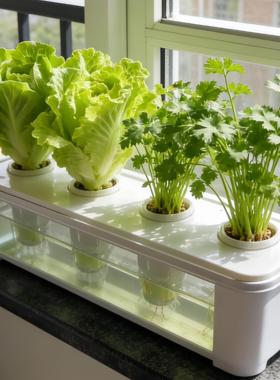 蔬菜不断供!家用水培器皿花盆绿植固定篮定植篮无土栽培水培箱