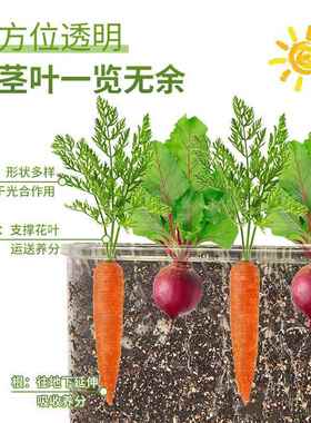 儿童种植小盆栽摆件发芽植物水培土培花盆迷你农场根系生长观察窗