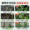 Plant fill light spotlight household LED indoor dedicated full spectrum imitation sunlight embedded green plant growth downlight