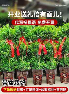 金钱大榕盆栽地超大金钱室内客厅大型绿植摇钱发树财树四季常青落