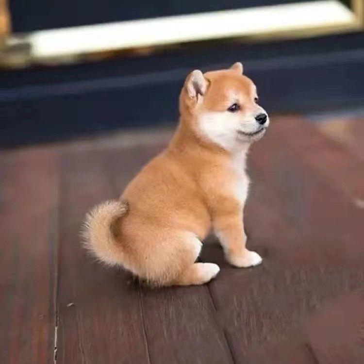 帅气日本柴犬幼崽活物宠物狗小狗秋田犬真狗小型犬柴犬幼崽豆柴犬-图0