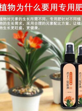 君子兰黄叶病叶子发黄促开花促箭剂黑斑病营养液兰花专用肥肥料