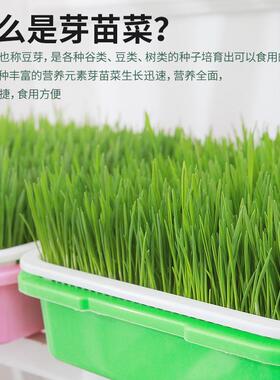 新款直销豆芽发芽盘家用无土栽培水培育苗专用盆小麦苗种植盘芽苗