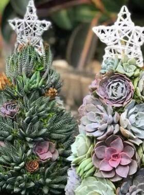 跨境新款 多肉圣诞树 节日摆件创意微景观装饰品橱柜摆件树脂摆件