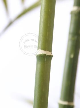 904099珍椰仿真植物叶树仿真盆景栽雨葵林观装饰造景假袖绿植