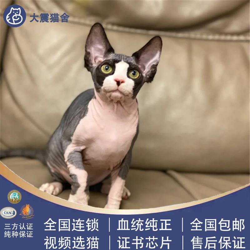 加拿大无毛猫斯芬克斯黑白开脸黑皮蓝皮白皮无毛比鲁斯异瞳鸳鸯眼 - 图2