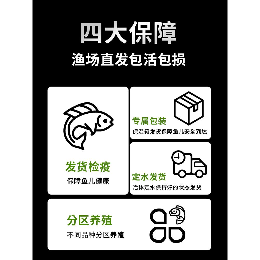 生态瓶冷水鱼苗观赏鱼兰寿金鱼活鱼小型淡水好养耐活鳑鲏鱼丽丽鱼 - 图0