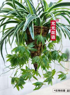 彷真绿色植物盆栽黄金葛吊兰塑料假花盆景阳台客厅垂挂装饰吊篮套