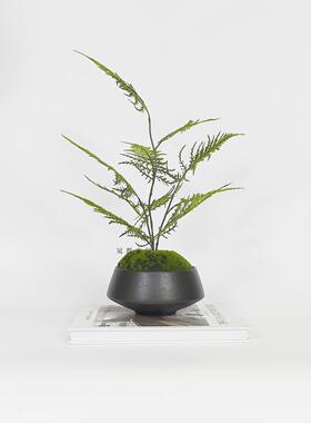 仿真文竹盆载摆件新中式绿植盆景客厅书房玄关售楼处会所桌面摆设