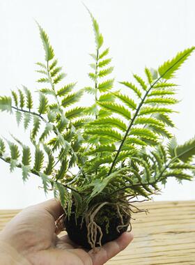 仿真蕨类植物小型盆栽手工假厥树绿植盆景森系造景桌面装饰小盆栽