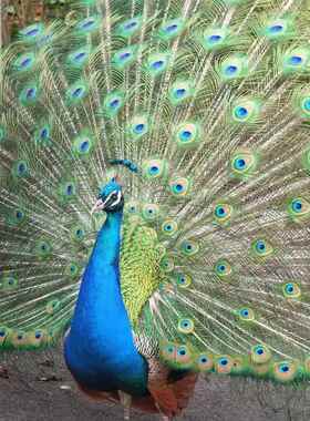 直销新款ALI6家居饰品摆件孔雀毛真羽毛摆件孔雀翎羽毛花瓶装饰品