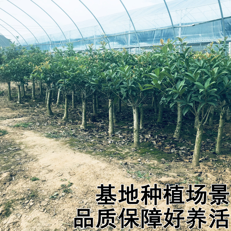 新款桂花浓香盆栽嫁接大树庭院地载四季开花室内金桂树丹桂浓香型 - 图2