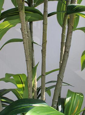 高端轻奢盆栽大型仿真绿植物室内客厅摆件装饰仿真巴西木假树造景