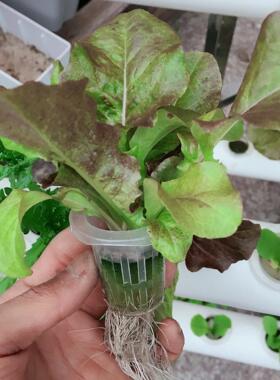 12孔水培蔬菜种植箱阳台无土栽培设备自动化水耕植物花卉塑料花盆