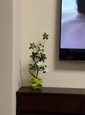 【新家的100个快递】彷真绿色植物盆栽客厅电视柜装饰桌面摆件高