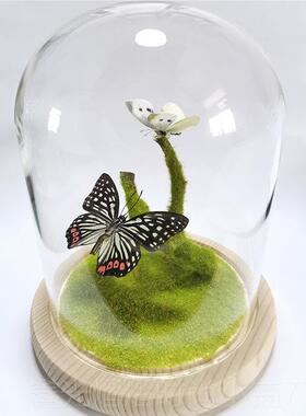 正品真蝴蝶标本 昆虫标本蝴蝶DIY特色创七夕妇女节意礼 品 立摆体