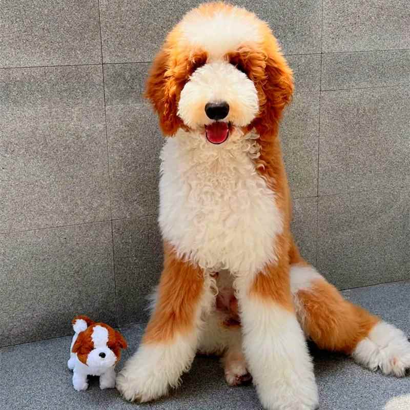 纯种巨贵幼犬红白花色巨贵片花巨贵灰白红色巨型贵宾犬泰迪宠物狗-图3