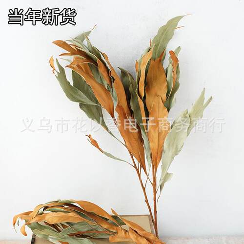 【双色银桦叶】进口干叶材干花束瓶插客厅装饰绿色黄色高级感插花 - 图2