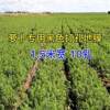Perforated mulch film, agricultural film, black weed-killing film, silver-black reflective vegetable film, special film for onions, lettuce and onions