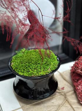 现代新中式家居中古侘寂风永生绿植苔藓杯茶几桌面装饰摆件