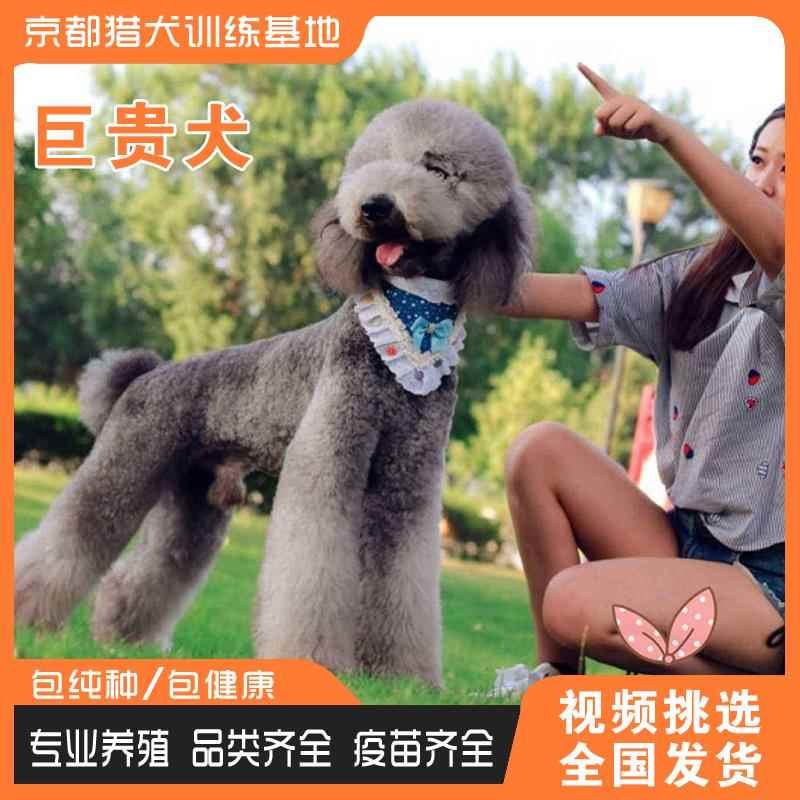 纯种巨型贵宾犬活体幼犬巨型泰迪香槟色红棕色白色贵宾家养宠物犬 - 图1