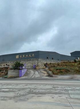 永生花吊米柔丽丝情人泪长穗花干花酒店婚礼装饰花影楼悬挂花