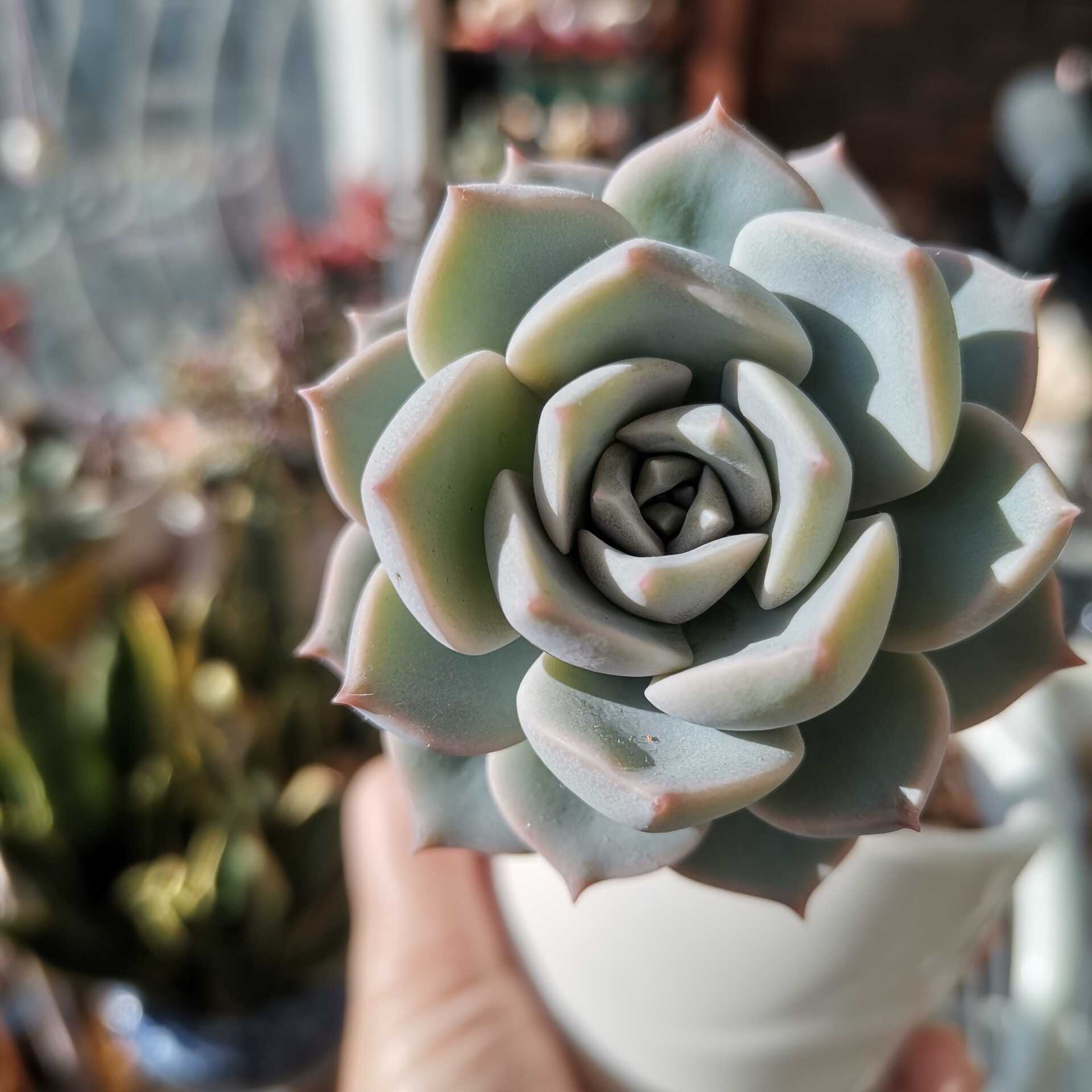 爆買い 白牡丹 多肉植物 O インテリア 住まい 日用品 その他