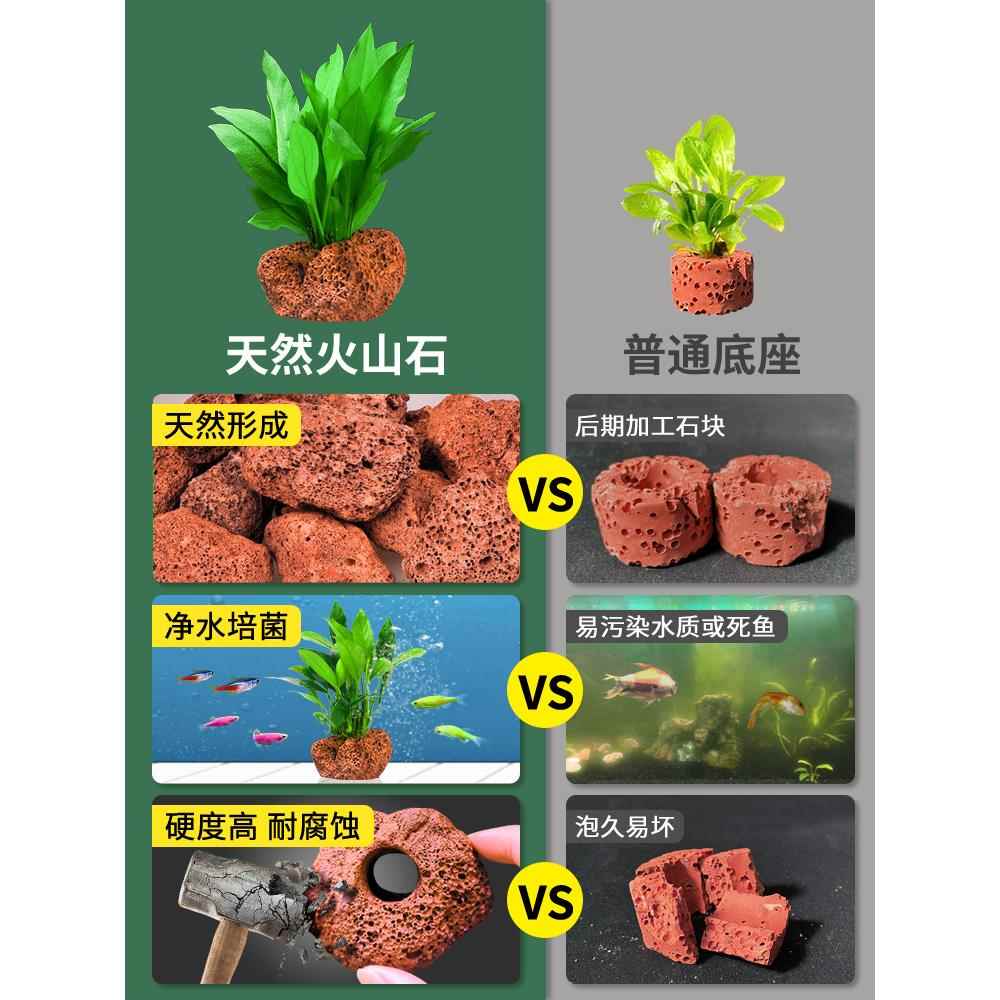 水草植物鱼缸造景摆件全套水培植物和鱼共养阴性蜈蚣真草火山石 - 图3