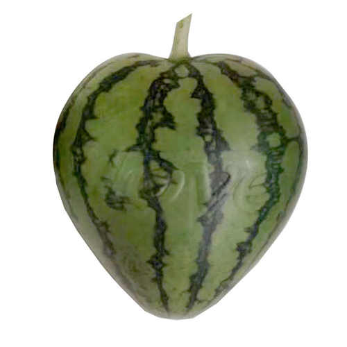 心形方形元宝西瓜定型生长模具3-4斤520LOVE爱心水果生长塑料模子 - 图2