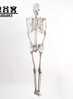 万圣节骷髅骨架仿真热销塑鬼屋密室道具165cm人体骨架装饰