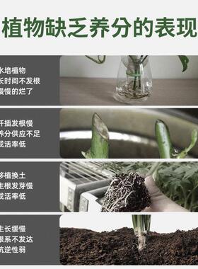 多肉爆根王快速生根壮苗剂多肉植物专用养花水肥通用营养液生根液