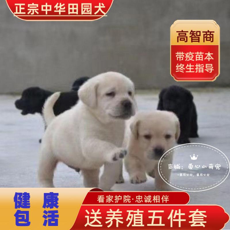 中华田园犬幼犬长不大小型高智商狗子宠物小土狗串串黄狗白狗幼崽 - 图2