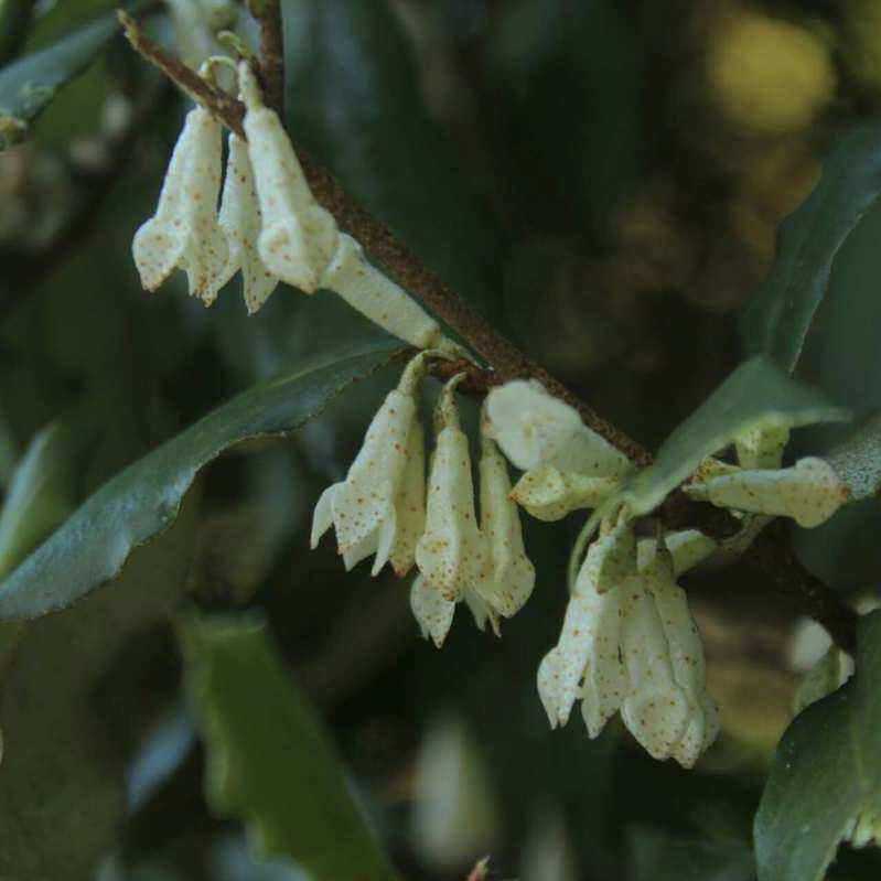 大别山胡秃子盆景羊奶果品种可食用观果小老桩木半夏胡颓子盆栽,淘宝优惠券,粉丝福利购,淘宝优惠卷