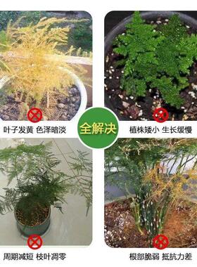 【叶爆绿】文竹营养液促发芽猛生根专防黄叶干尖烂根促生长生绿叶